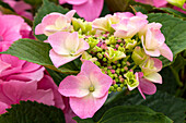 Hydrangea macrophylla 'Mirage'