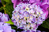 Hydrangea macrophylla 'Hobergine'®