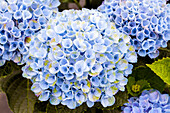 Hydrangea macrophylla 'Magical Revolution'®, blau