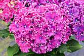 Hydrangea macrophylla Curly® 'Sparkle Blue Purple'