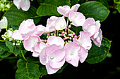 Hydrangea macrophylla 'Hobella'®