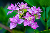 Hydrangea macrophylla You & Me 'Romance'®