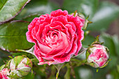 Rosa 'Beautiful Koblenzerin'®