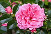 Rosa 'Palm Garden Frankfurt'®