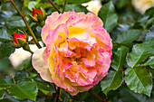 Rosa 'Lampion'®
