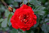 Rosa 'Brothers Grimm'®