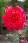Rosa 'Parfum de Grasse