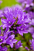 Campanula glomerata