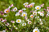 Bellis perennis