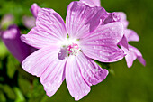 Malva moschata