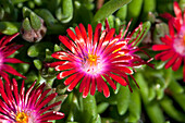 Delosperma Garnet