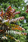 Ailanthus altissima 'Sangiovese'.