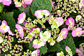 Hydrangea macrophylla, pink plate flowers