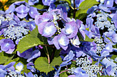 Hydrangea macrophylla 'Black Steel Zorro