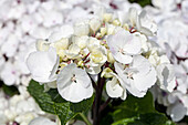 Hydrangea macrophylla, weiß