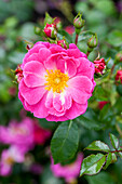 Rosa