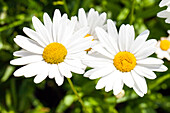 Argyranthemum frutescens