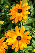 Rudbeckia