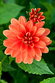 Dahlia, orange