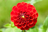 Dahlia, red