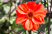 Dahlie 'Olympic Fire'