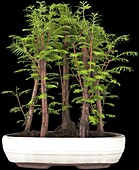 Metasequoia glyptostroboides, Bonsai