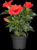 Hibiscus rosa-sinensis, red