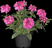 Verbena, pink