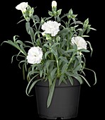 Dianthus caryophyllus