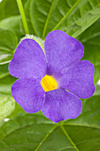 Thunbergia battiscombei