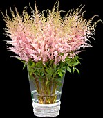 Astilbe japonica