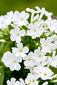 Phlox paniculata 'Adessa® White'
