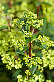 Hydrangea paniculata