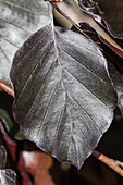 Fagus sylvatica 'Atropurpurea', woody species