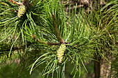 Pinus