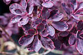 Cotinus coggygria 'Royal Purple'