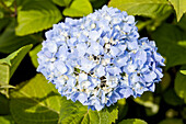 Hydrangea macrophylla, blue