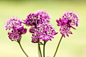 Astrantia major 'Abbey Road'®