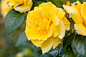 Rosa 'Light Queen Lucia'®