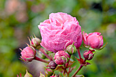 Rosa 'Pomponella'®