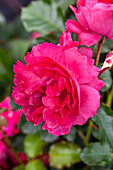 Rosa 'Moin Moin'®