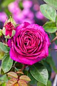 Rosa 'Heidi Klum-Rose'®