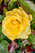 Rosa 'Friesia'®