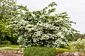 Cornus kousa chinensis 'Queen of Clubs