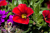 Petunia, red