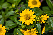 Sanvitalia procumbens Show Compact Yellow