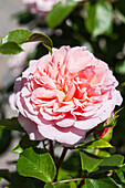 Rosa Pirouette