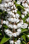 Deutzia magnifica