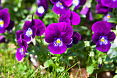 Viola cornuta Twix® 'Violet Flare'