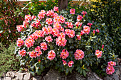 Rhododendron catawbiense 'Dolcemente'